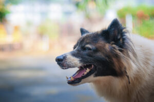 How San Diego Divorce Lawyers, APC Can Help With Your Pet Custody Case in San Diego, CA